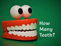 How_Many_Teeth_